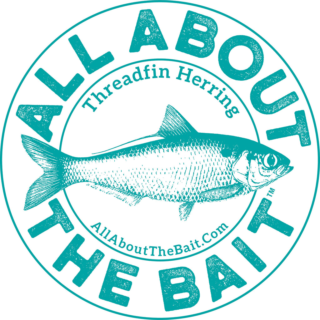 Threadfin Herring 5" Round Sticker All About The Bait