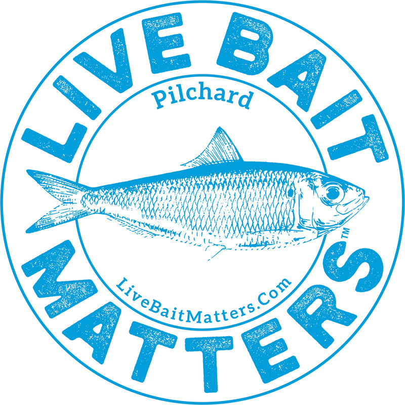 Live Bait Matters - Pilchard 5" Round Sticker